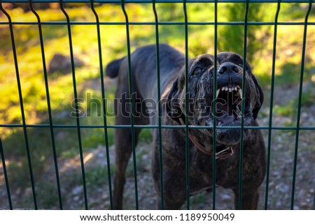 Angry cross breed security dog barking a warning from behind a wire fence.aggressive dog Royalty-Free Stock Photo #1189950049