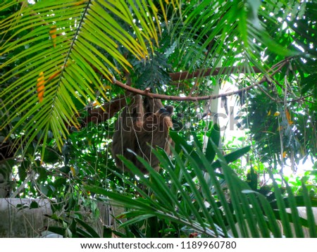  Sloth in the Jungle                              