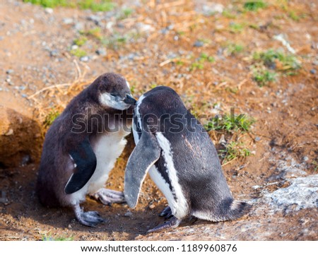 Couple of Magellanic Penguin, Spheniscus magellanicus, Isla Magdalena, Patagonia, Chile