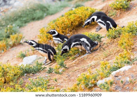 A group of Magellanic Penguin, Spheniscus magellanicus, Isla Magdalena, Patagonia, Chile