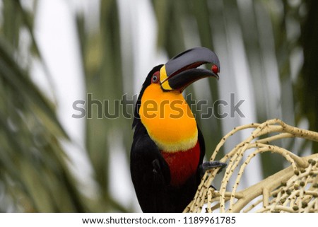 A beautiful brazilian tucan perched on a palm branch