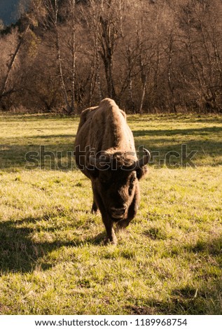bison in the reserve