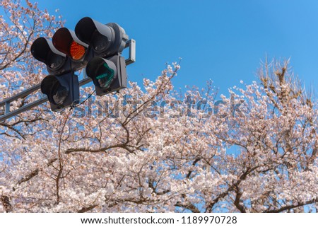 Traffic light (The yellow light) with Cherry blossoms, Tokyo, Japan.