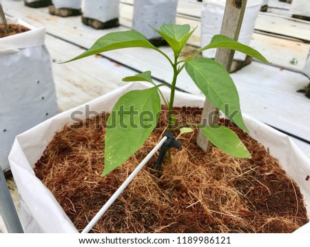 Fartigation chili in farm with modern system use poly bag and piping system Royalty-Free Stock Photo #1189986121