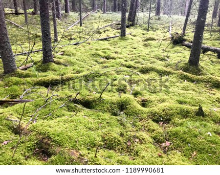 Green beautiful bright green hummocks covered with soft fluffy moss on a swamp in a coniferous forest and trunks of trees.