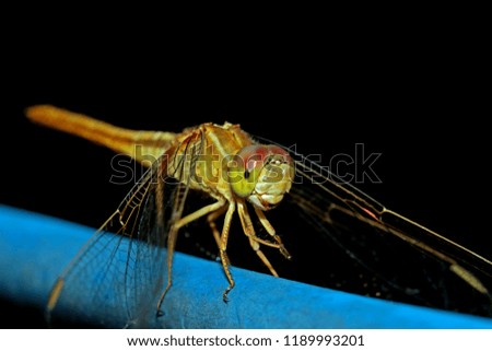 A dragonfly close-up in nature