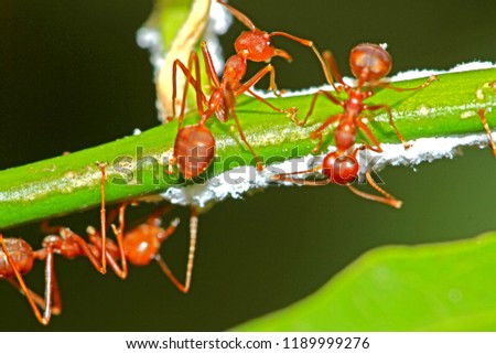 Red ant in nature