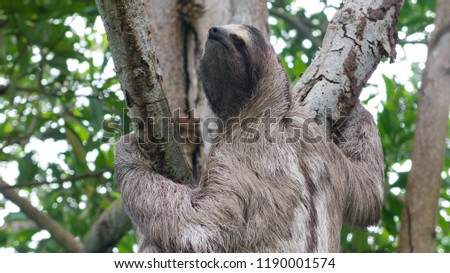 Close up of a three toed sloth climbing a tree in the rain forest of Panama
