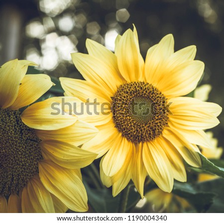 Sunny Garden Sunflower