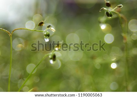 Spring. Beautiful natural background of green grass with dew and water drops. Seasonal concept - morning in nature.
