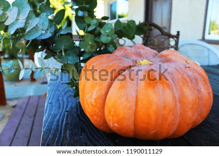 pumpkin fall season