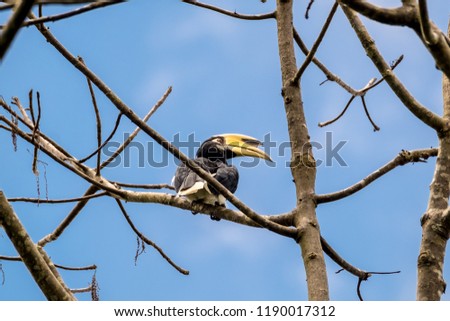 Oriental pied hornbill(Anthracoceros albirostris) perched on the branch in rainforest, there is a blue sky in the back.