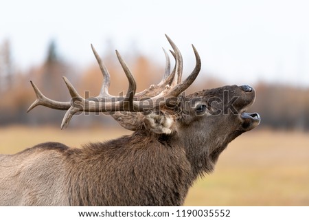 Close up of a red deer stag roaring during rutting season in autumn in the nursery Ust-Buotama in Lena Pillars Natural Park, Yakutia, Russia