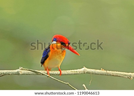 Black-backed Kingfisher on branch, Thailand