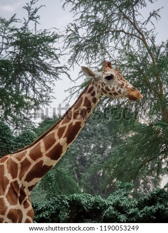 Giraffe with background tree