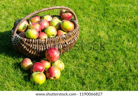 Ripe apples in old vintage wicker basket on background of green grass. Studio Photo