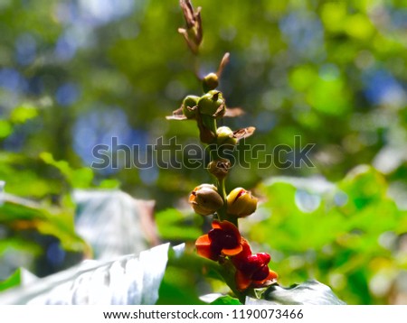 wild forest pictures tiny flowers leaves fruits