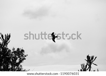 A predatory bird searching for prey. This is a black and white picture. 