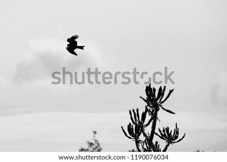 A predatory bird searching for prey. This is a black and white picture. 