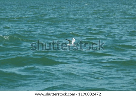 gulls, portrait photo