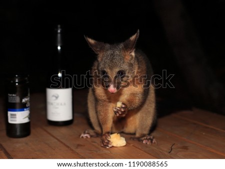 Possum having apple and wine for a dinner