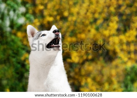 A shocked young Siberian husky female is sitting near yellow flowers. A bitch has grey and white fur and blue eyes. The background is yellow and green colored.