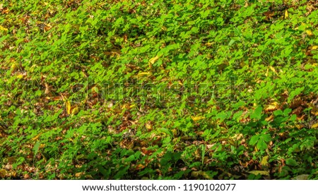 green clover grass in the forest