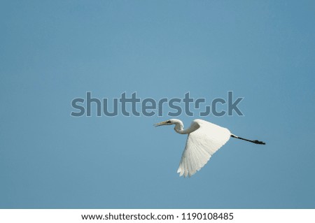Ardea alba (Great egret)