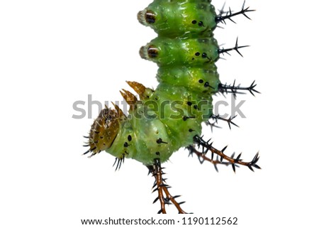 Close up of mature Clipper (Parthenos sylvia) caterpillar prepares itself for pupation, isolated on white background with clipping path
