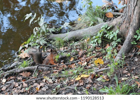 Squirrel in the forest. The roots of the tree near the pond