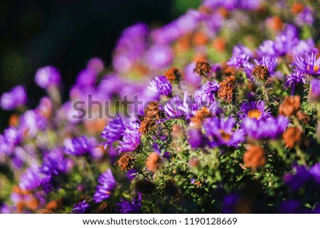 
purple small flowers blurred background