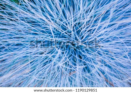 blue grass covered with hoarfrost top view