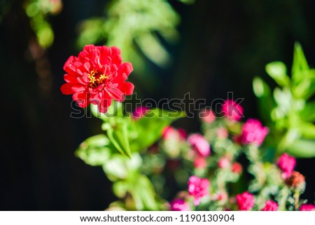 red flower sunlight