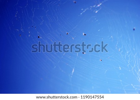 Thin spider web with small flies in it on bright blue sky background