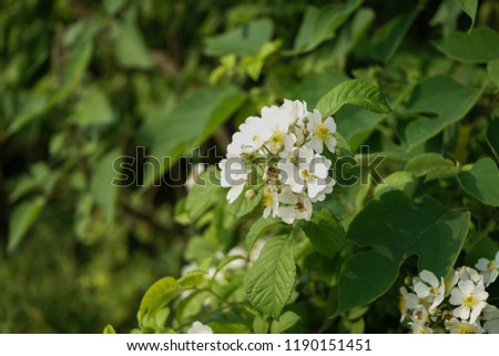 White-coloured wild flower in bloom at late spring time