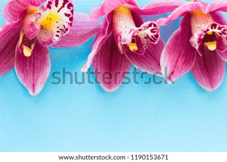 Spa and wellness setting with orchid flower, oil on wooden blue background closeup