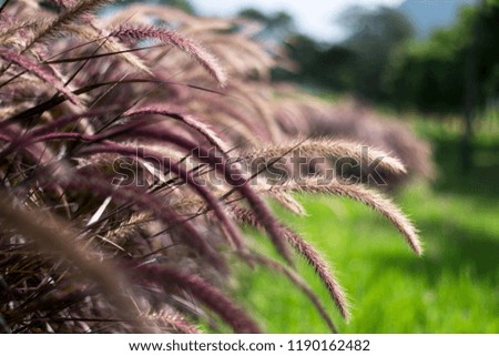 Beautiful flowers of grass with blurred backgroung and foreground.