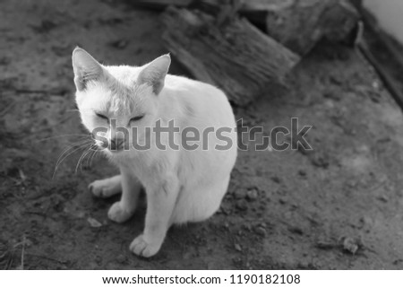 cat black and white