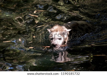 the laughing hyena is playing with a stick in the water