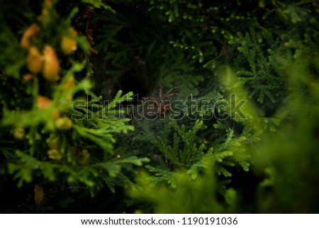 Macro of spider hidden in green bush blurred background nature focus insect spider web predator