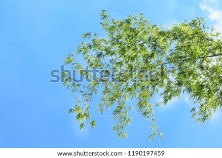 Treetop of bamboo on vivid blue sky background
