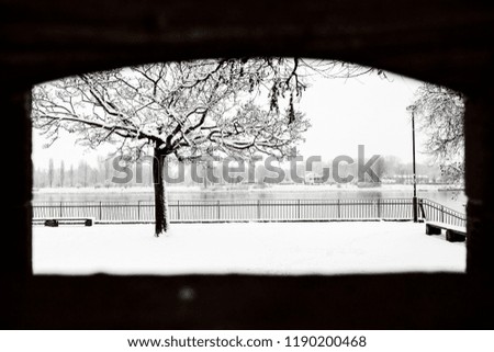 Winter day in Mainz in Germany. Embankment of the Rhine in the snow. Tree in the snow on the waterfront. Rain in snow