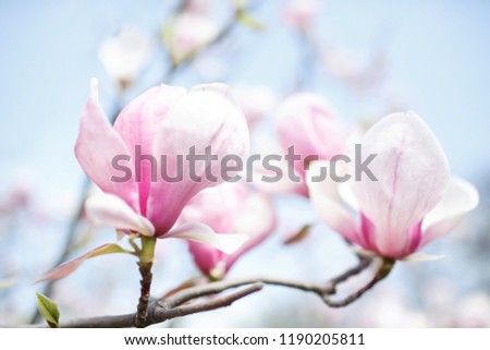 magnolia flowers against the sky