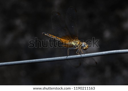 closeup view of dragonfly