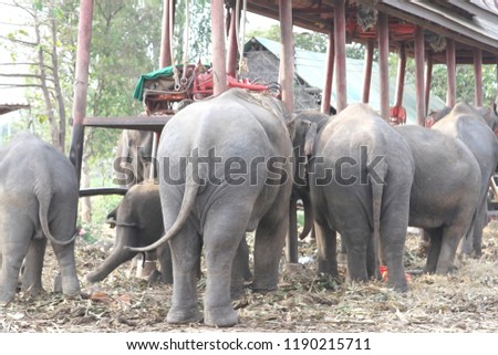 Amazing Thailand wildlife. Elephant family in Ayutthaya in Thailand. Travel to Thailand. Ayutthaya Elephant Camp