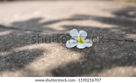 Frangipani flower on background