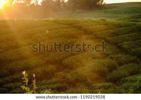 sunrise at the tea plantation in Indonesia