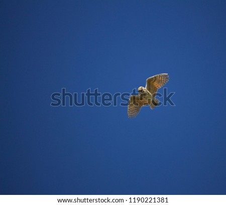 Burrowing Owl Hovers Above in Blue Skies