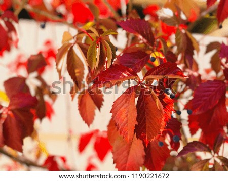 Autumn leaves,red leaves,autumn beginning,