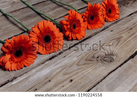 a bouquet of flowers of orange gerbera on a wooden background. holiday photo, spring, autumn came